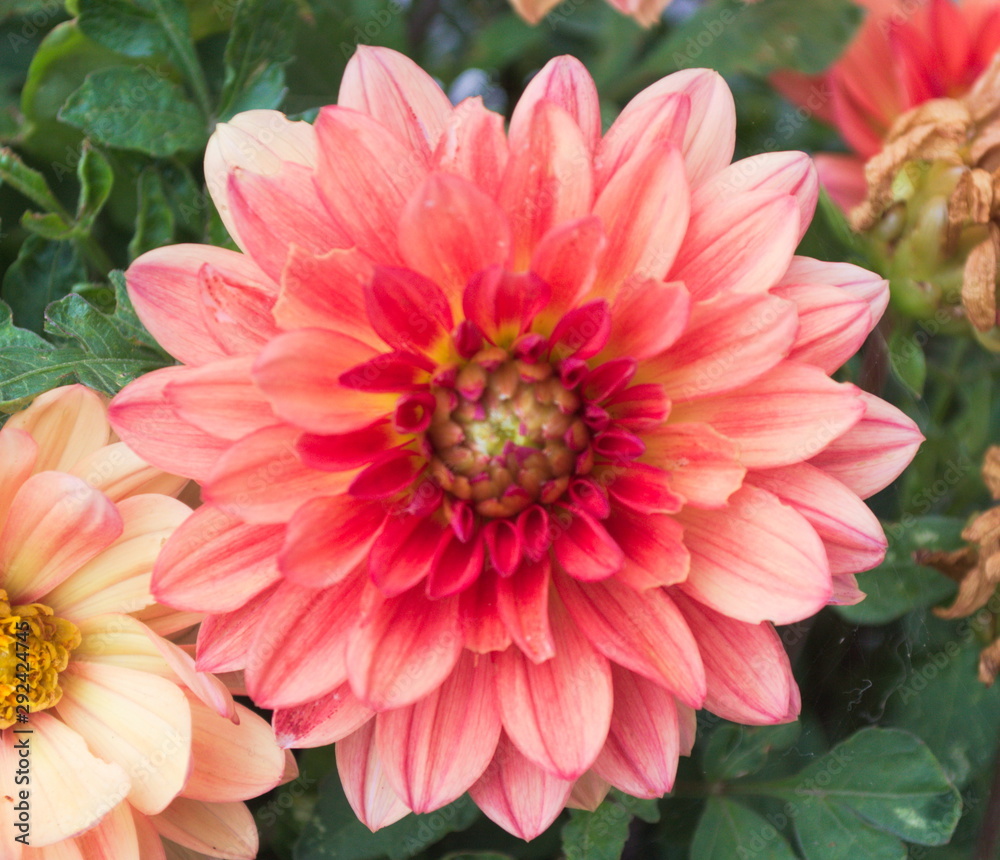 Big petals of a blooming flower