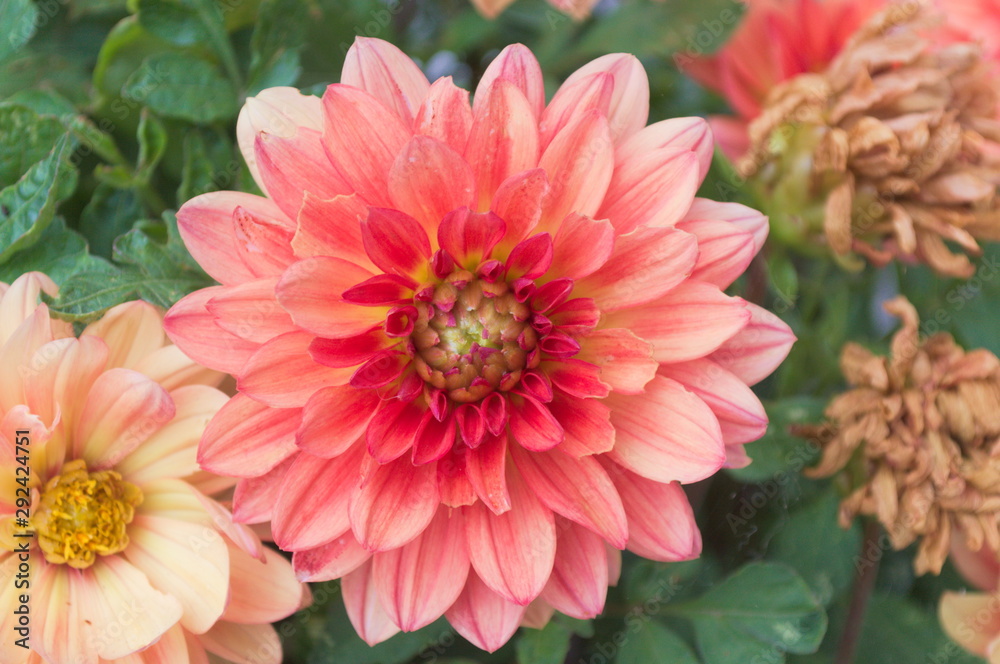 Big petals of a blooming flower