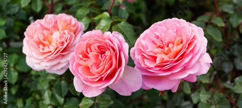 Fototapeta Naklejka Na Ścianę i Meble -  Beautiful roses, green garden background