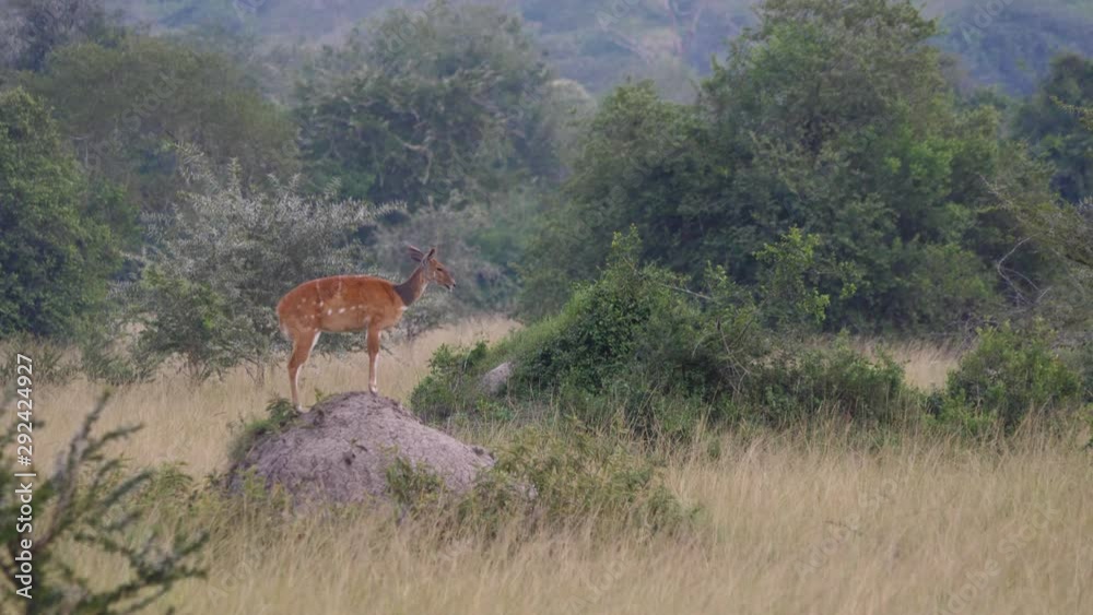 Bushbuck standing on a termite mound Bushbuck standing on a termite mound