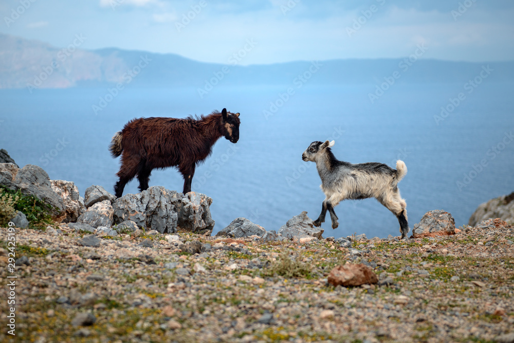Naklejka premium goats herd by the sea