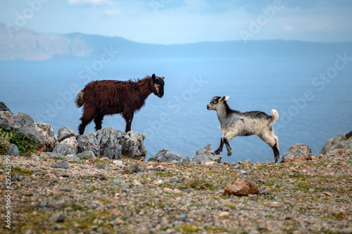 goats herd by the sea