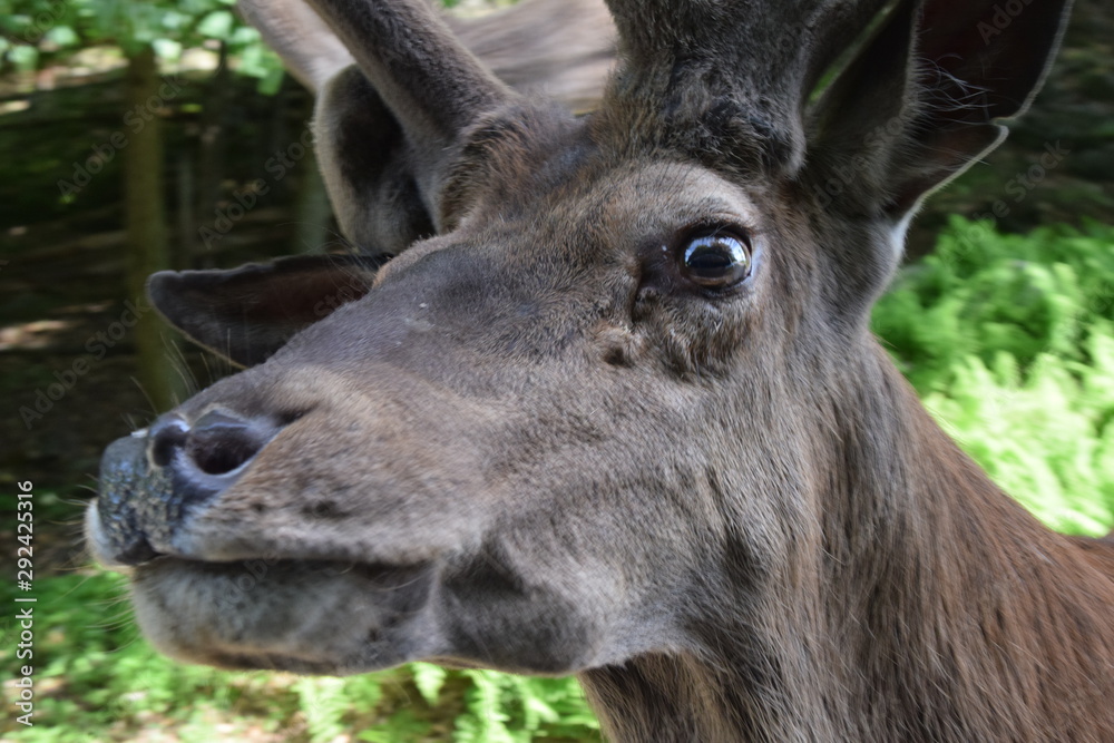 Animali all'Omega Park