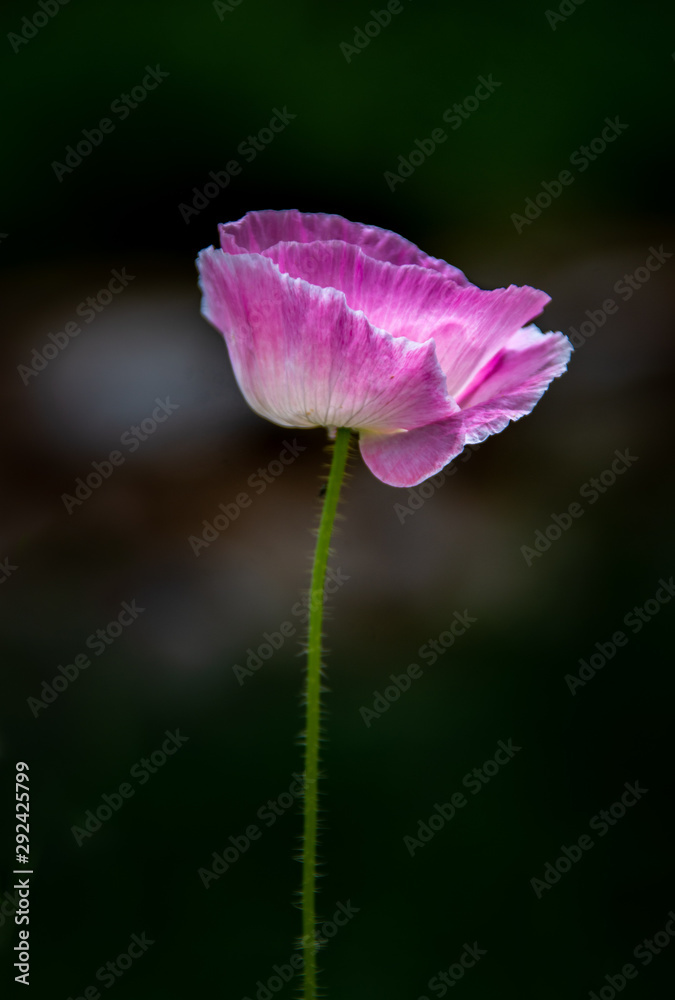 Pink Papaver Rhoeas (Corn Pappy) Pink Papaver Rhoeas (Corn Pappy)