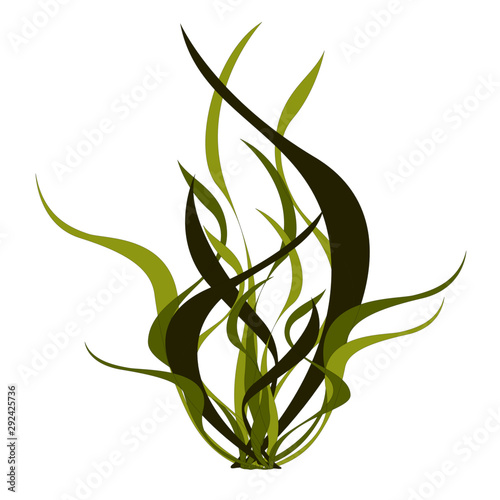 green algae vector illustration isolated