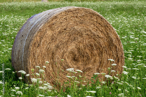 Harvested Rolled Haybale
