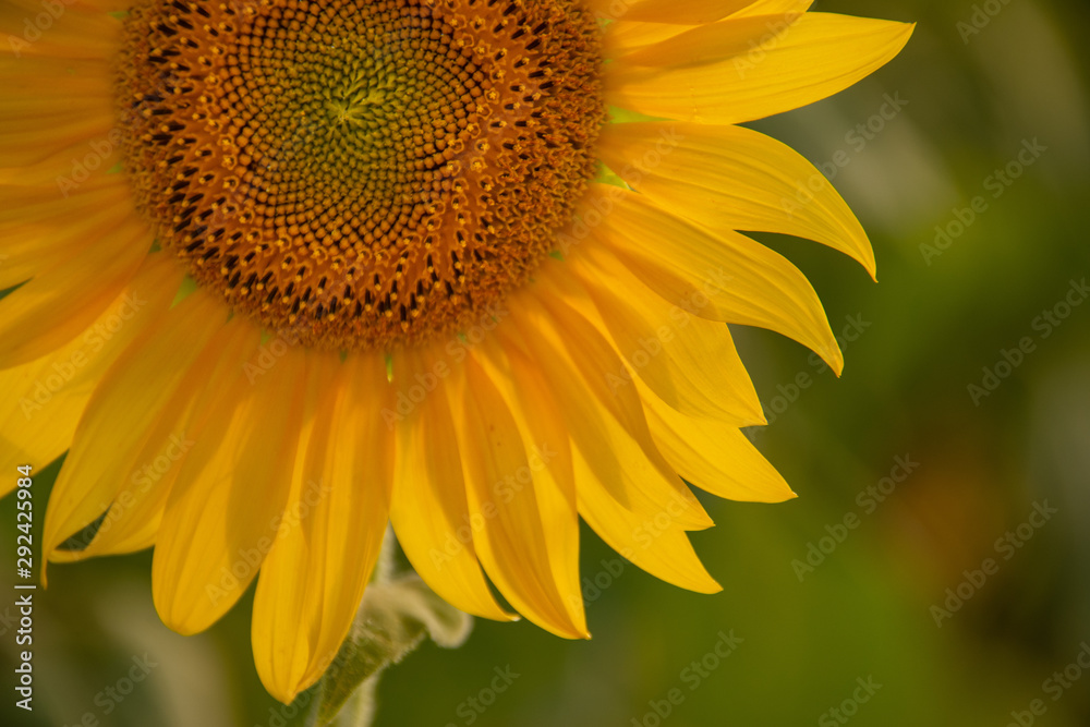 Obraz premium Sunflow