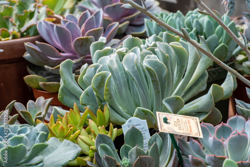 Cactus and Succulents