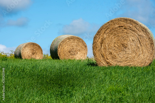 Harvested Hay 