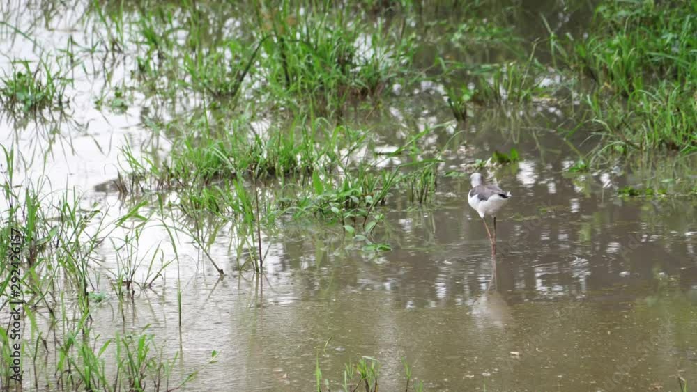 Black-winged stilt - Himantopus himantopus Black-winged stilt - Himantopus himantopus