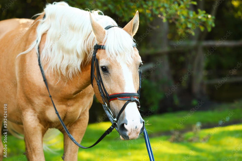 Obraz premium Palomino horse in bridle outdoors on sunny day