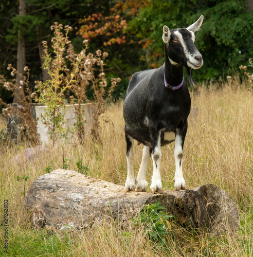 Climbing Goat