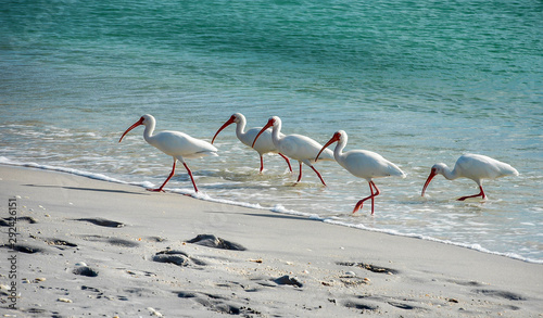 Shoreline Hunting Ibis Waterbirds