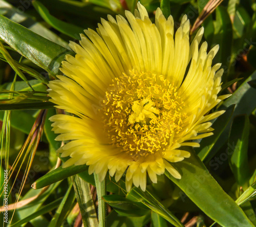 Sunny Yellow Sedum Flower