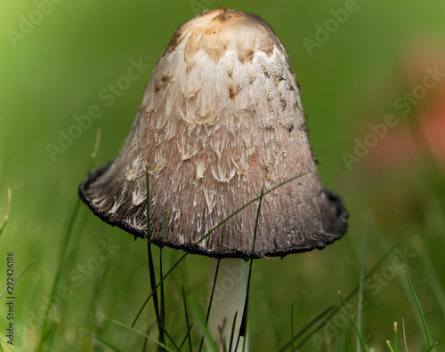 Close Up Look At An Edible Mushroom