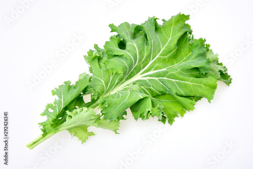 Kale on white background  ケール  