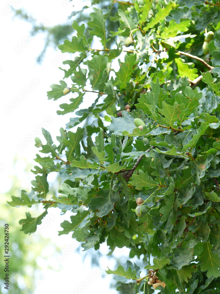 green leaves of the oak tree green leaves of the oak tree