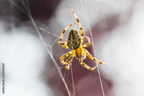 Foto Cross spider, araneus diadematus, in a web