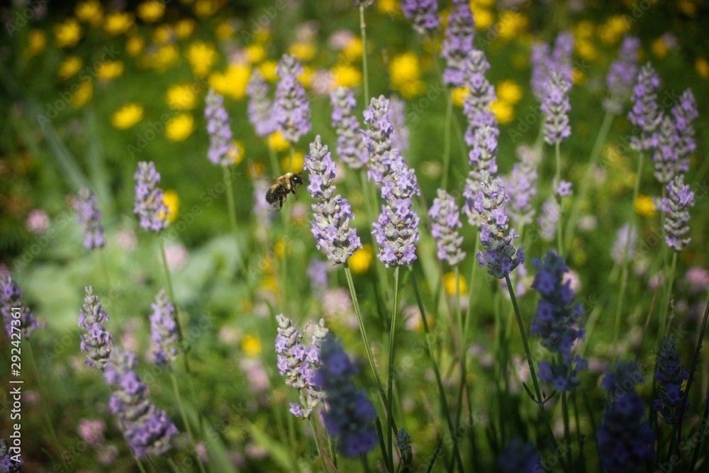 Bumblebee on purple flowers 