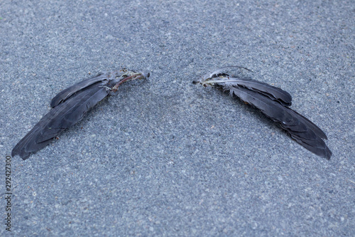 Black feather bird wings laying on granit surface photo