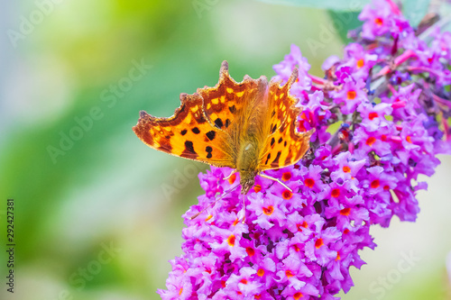 Comma butterfly Polygonia c-album on purple buddlja flowers photo