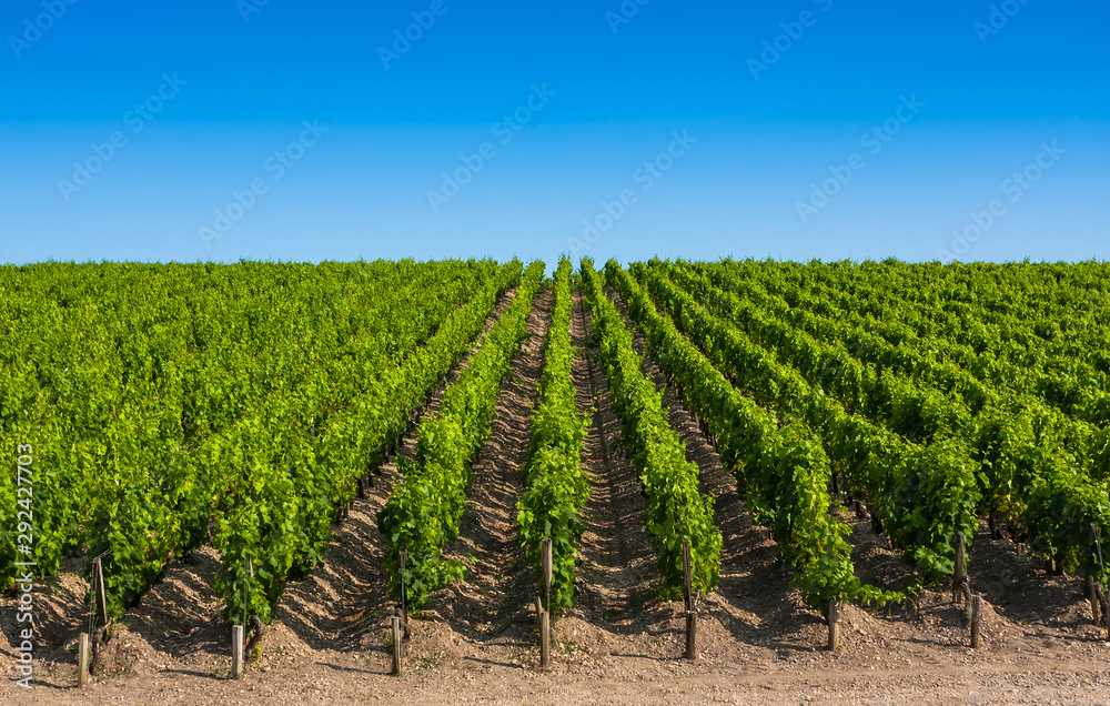 Vineyard landscape near Bordeaux, France