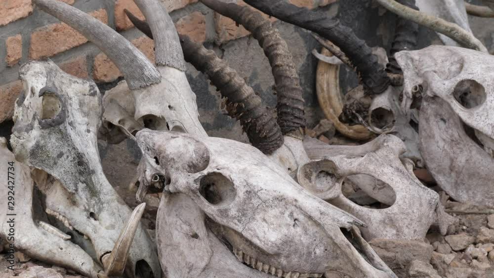 Animal skulls Animal skulls