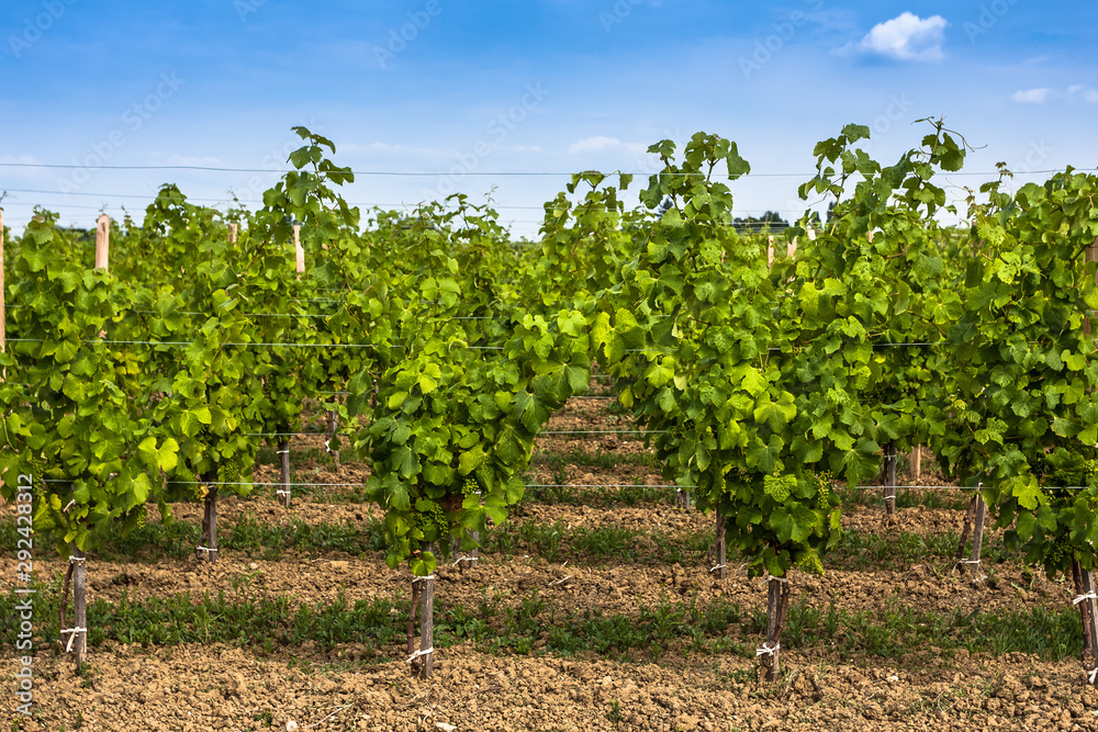 Vineyard landscape near Bordeaux, France