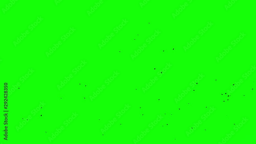 Black bird fly on top at green screen background Alpha channel bottom view