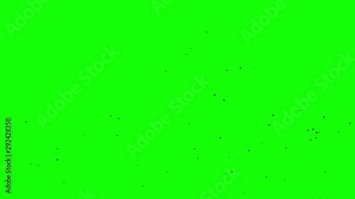 Black bird fly on top at green screen background Alpha channel bottom view