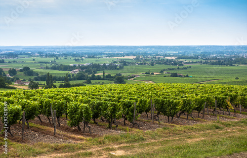 Fototapeta Naklejka Na Ścianę i Meble -  Vineyard landscape near Bordeaux, France