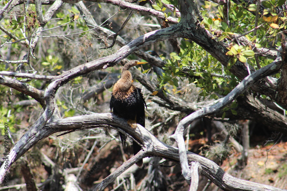 Fototapeta premium Bird on tree branch