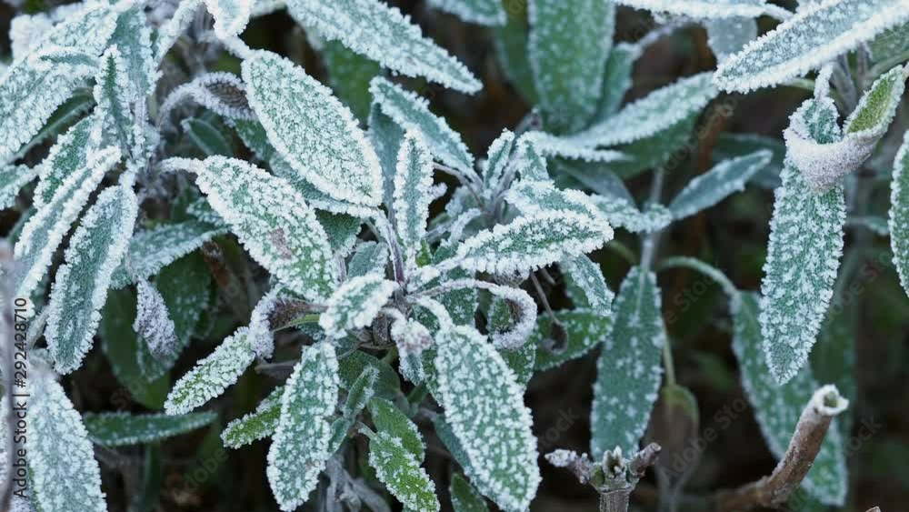 custom made wallpaper toronto digitalCloseup of frosty green plant.