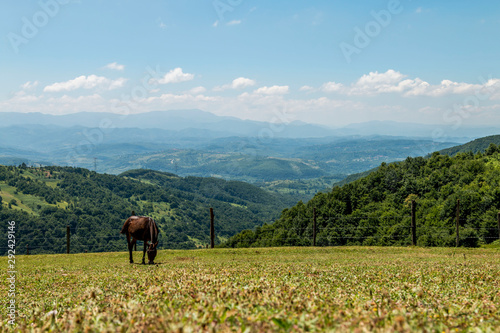 Horse grazing in green meadow against landscape