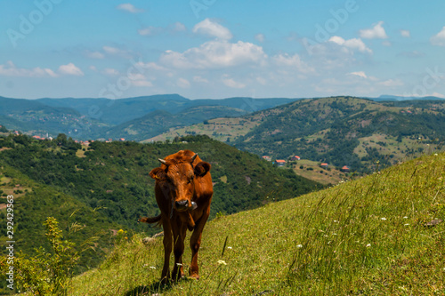 Cow grazing in green meadow