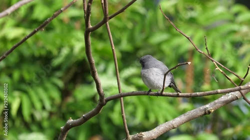 Flycatcher in a tree photo