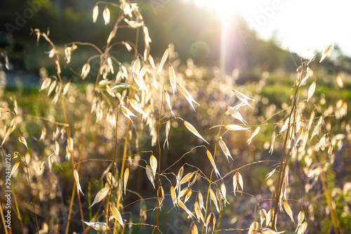 field of grass during sunset