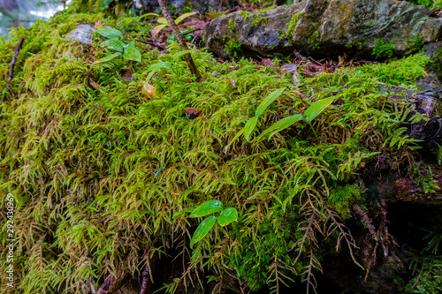 苔生す森