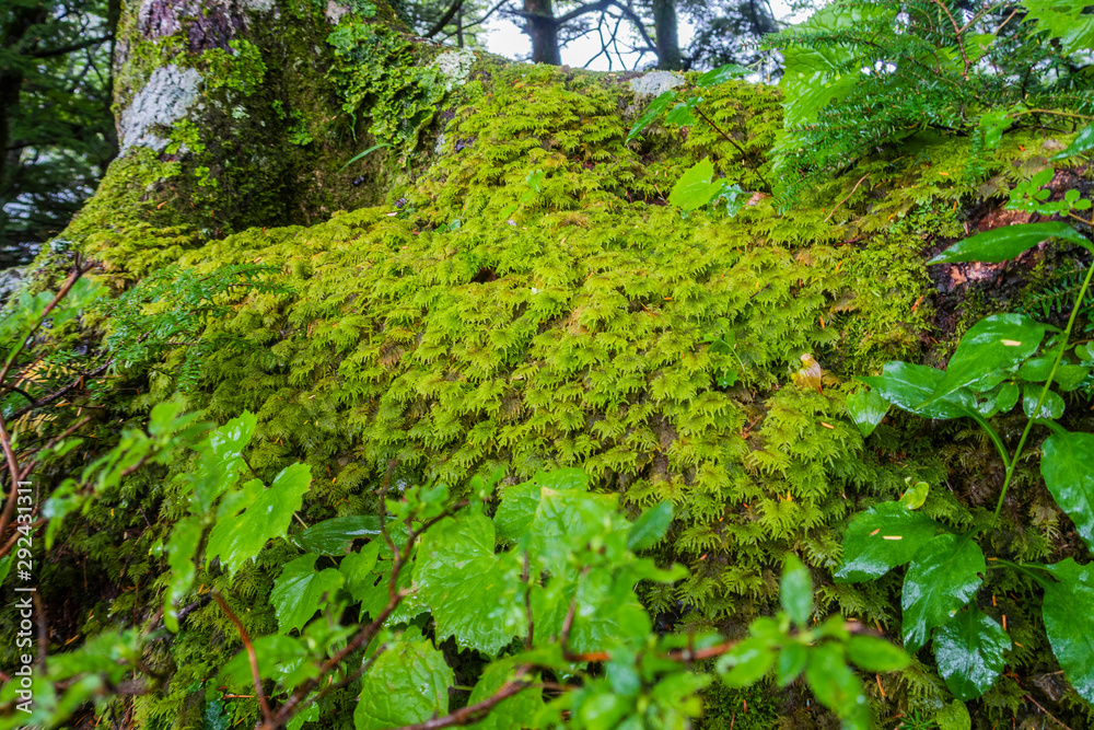 苔生す森 苔生す森