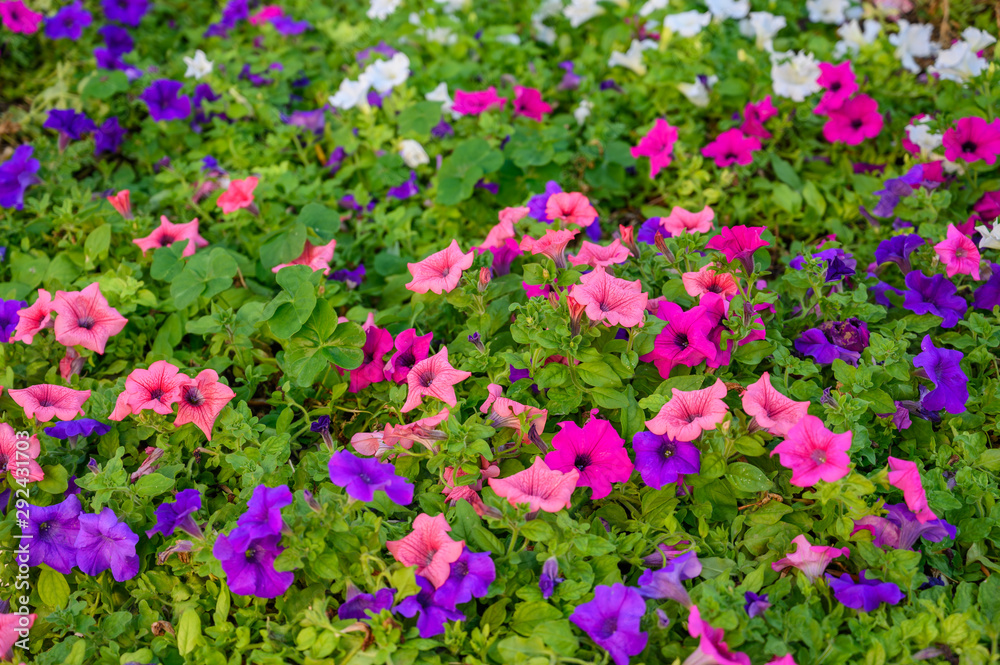 Background of pink and purple flowers and green leaves selective focus