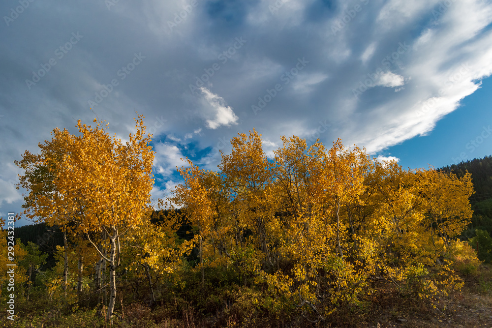 Fototapeta premium Aspen Trees in Mt Crested Butte Colroado