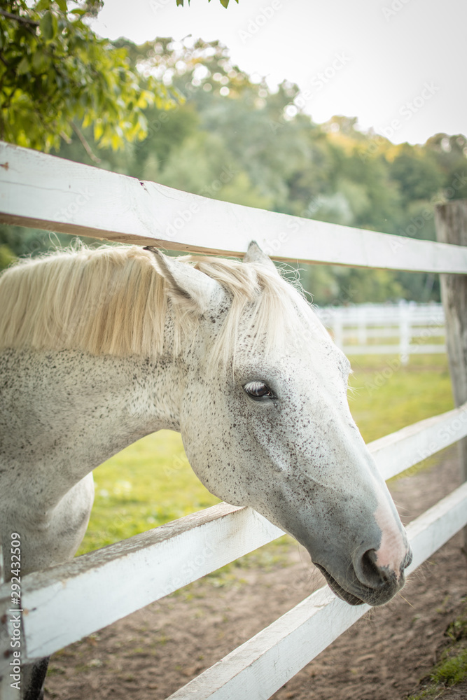 Obraz premium portrait of a horse