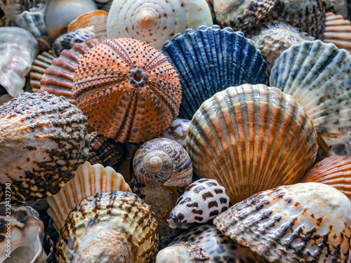 Shells of many types and sizes