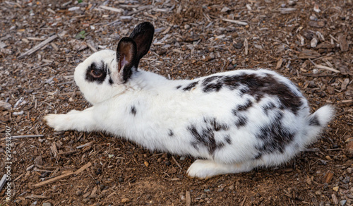 Closeup shot of a wild black and white rabbit having a stretch before hopping away.