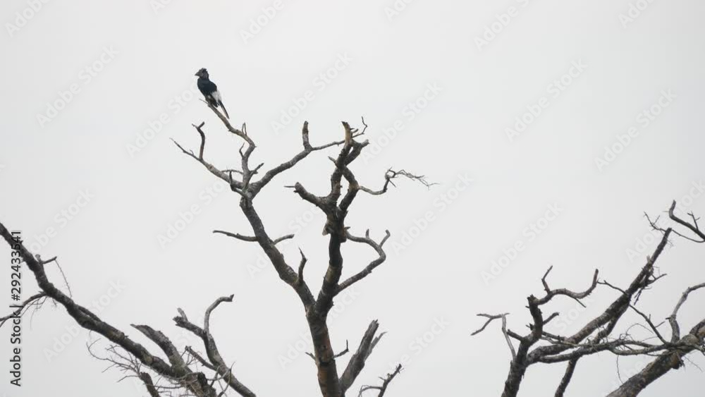 Black-and-white-casqued Hornbill Black-and-white-casqued Hornbill