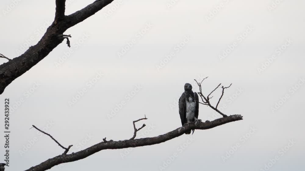 Martial eagle - Polemaetus bellicosus Martial eagle - Polemaetus bellicosus