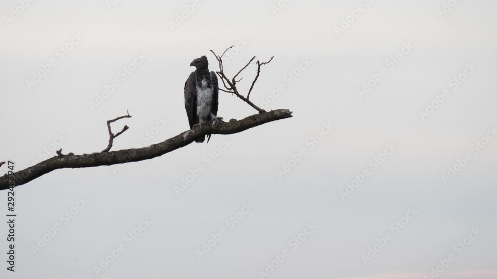 Martial eagle - Polemaetus bellicosus Martial eagle - Polemaetus bellicosus