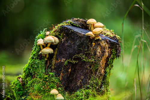 Small mushrooms on a tree stump
