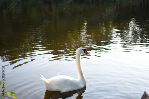 swan on lake © потыбенько ирина