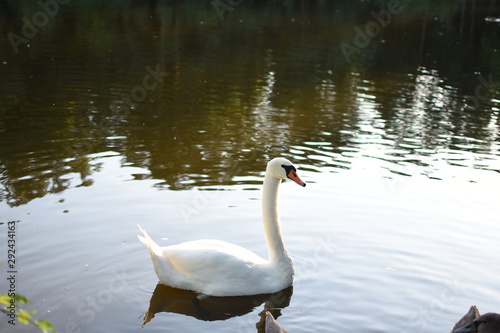 swan on lake